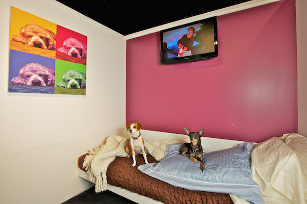 File Photo Courtesy of D Pet Hotels Chelsea